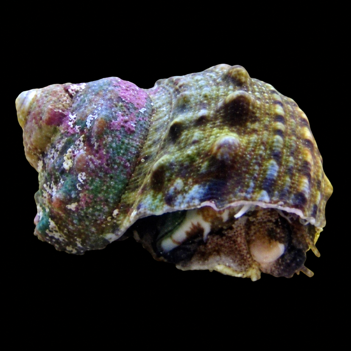 Turbo Snail on black background