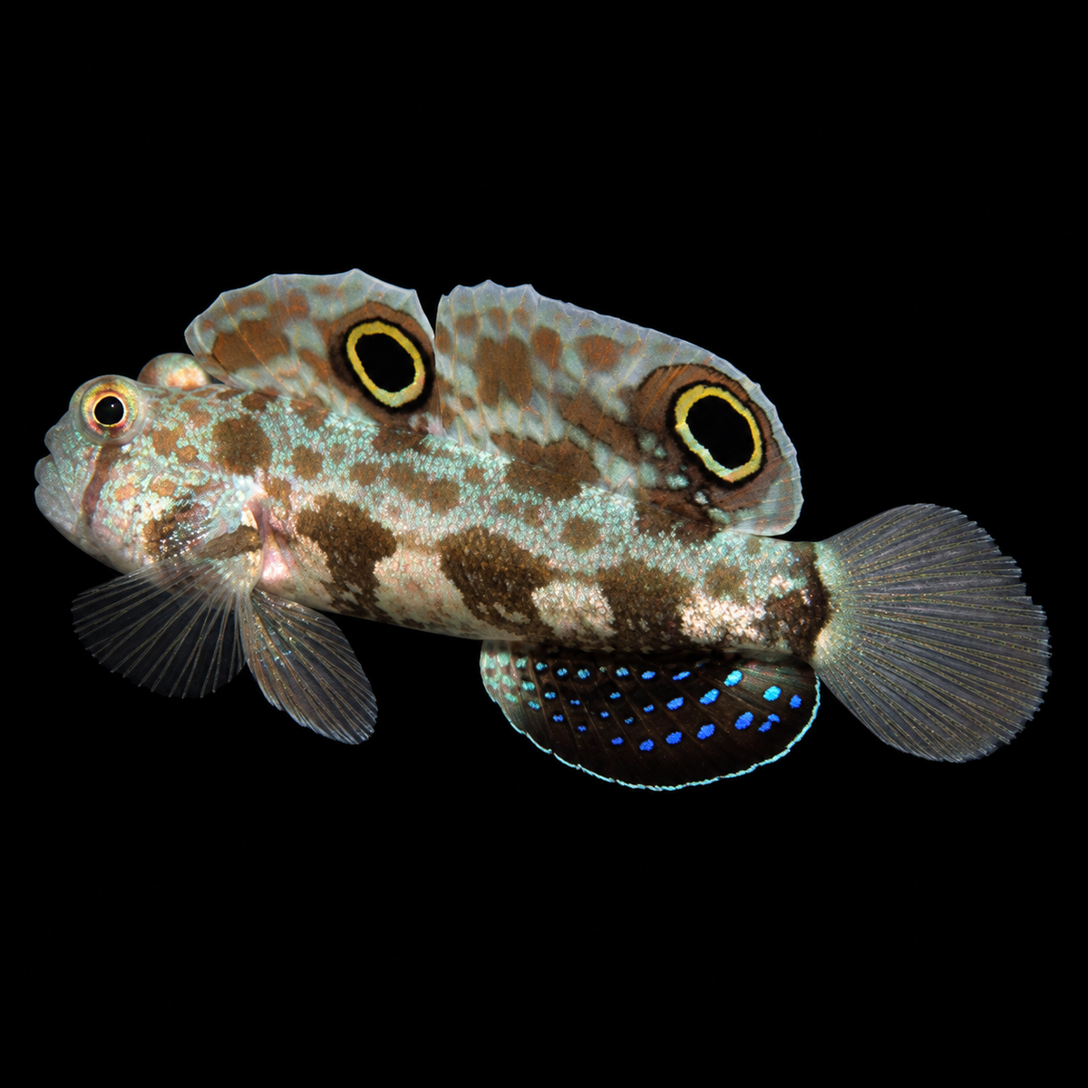 Twinspot Goby facing left on black — representative image