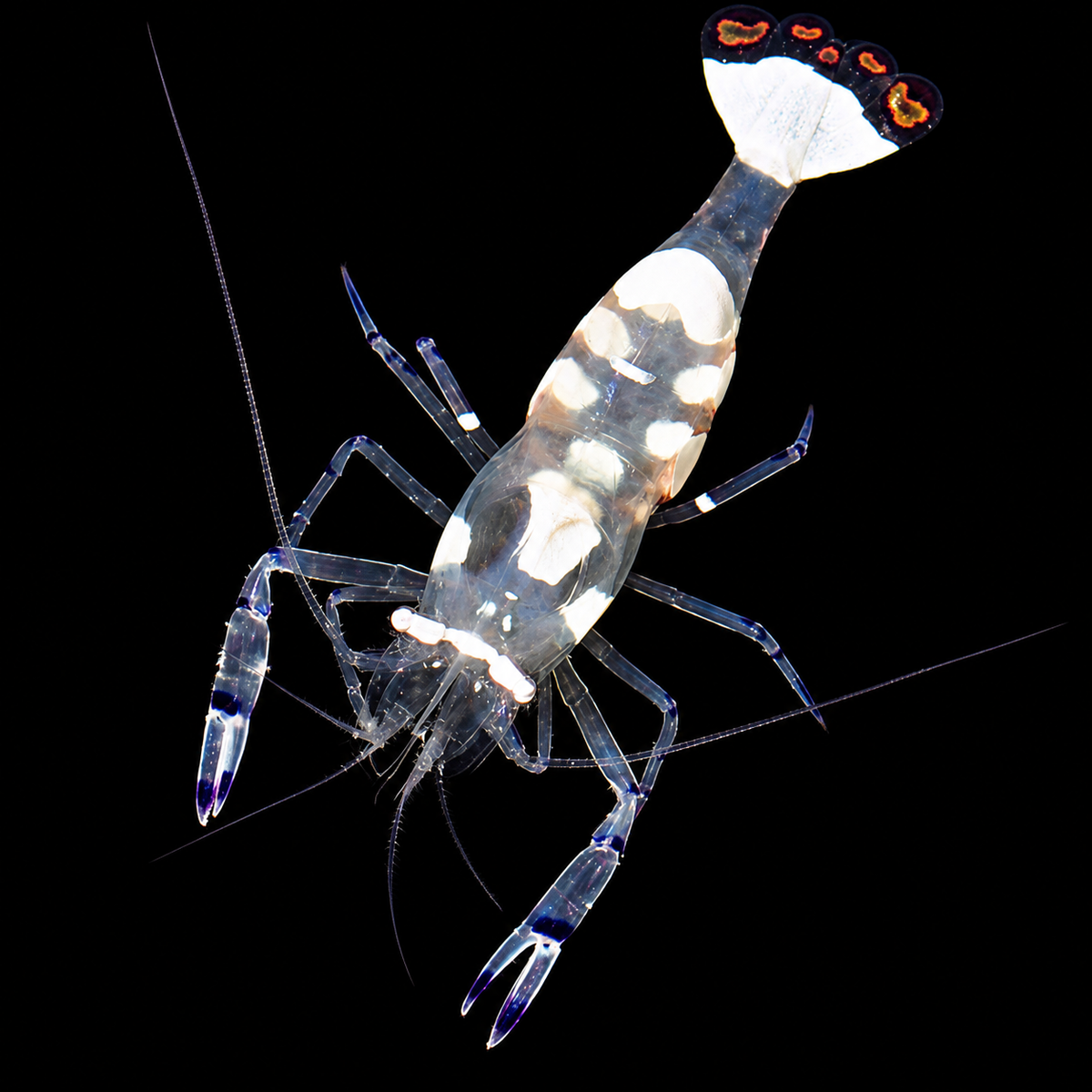 White Spot Anemone Shrimp on black background