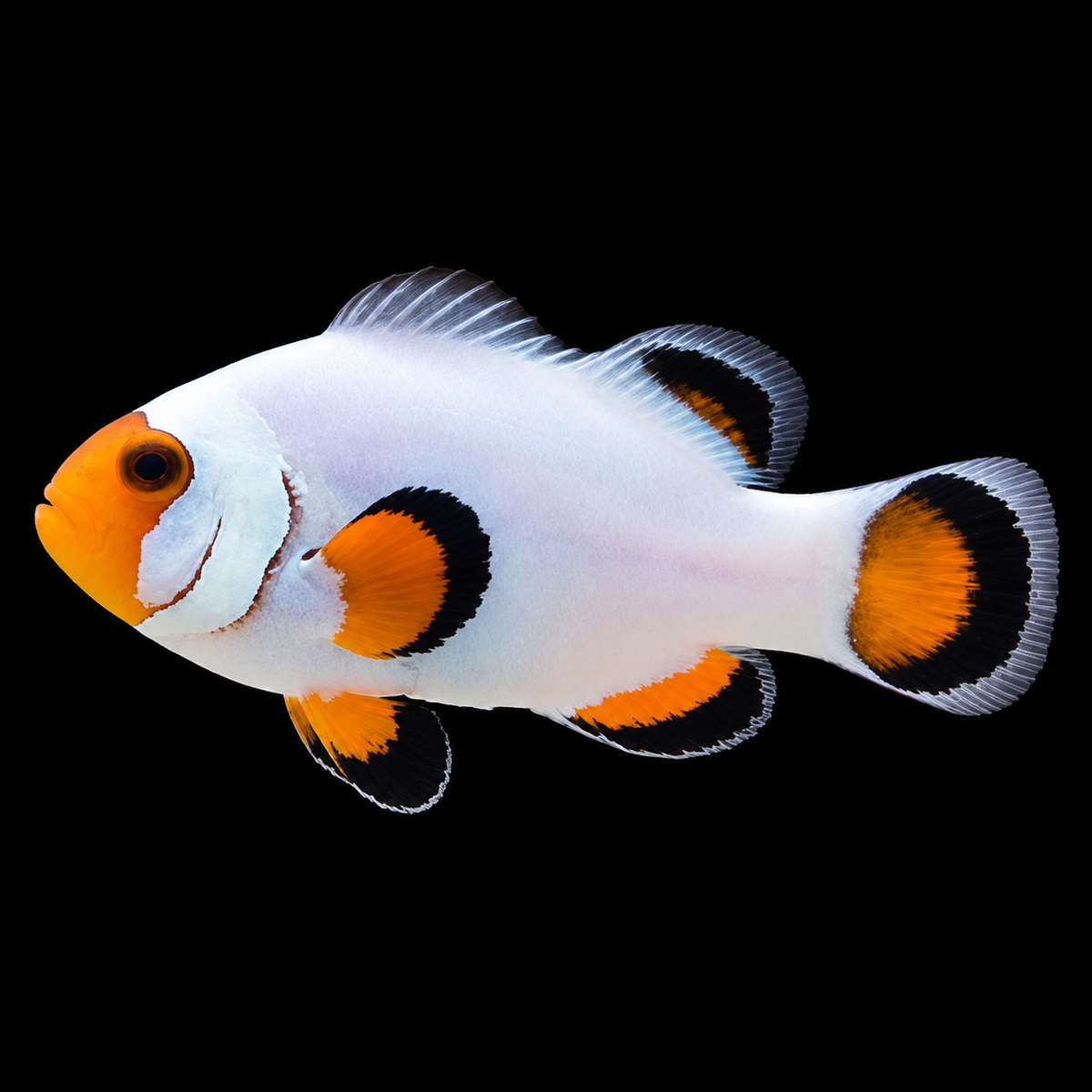 Wyoming White Ocellaris Clownfish facing left on black background