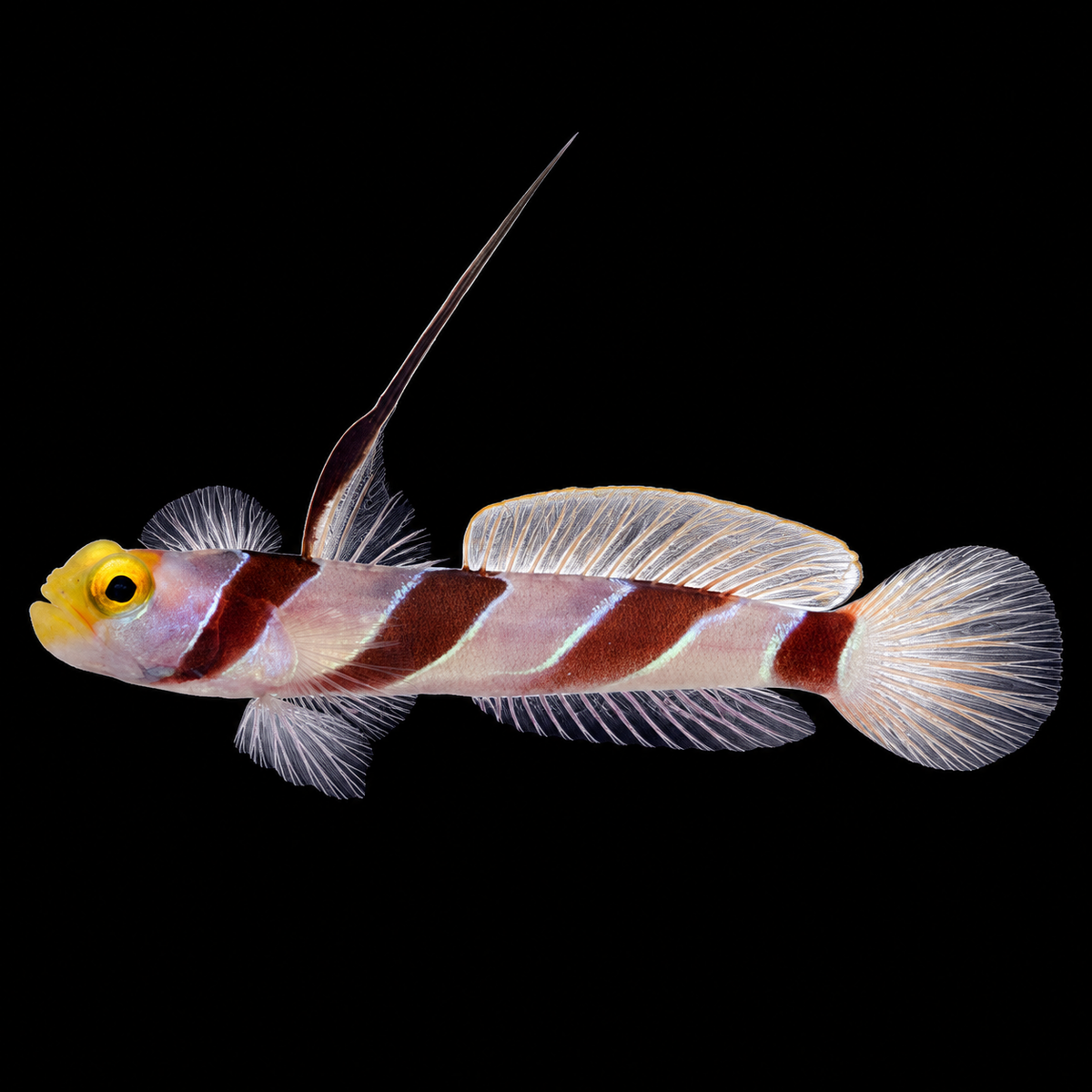 Yellow Rose Goby facing left on black background