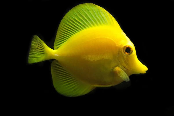 Captive Bred Yellow Tang