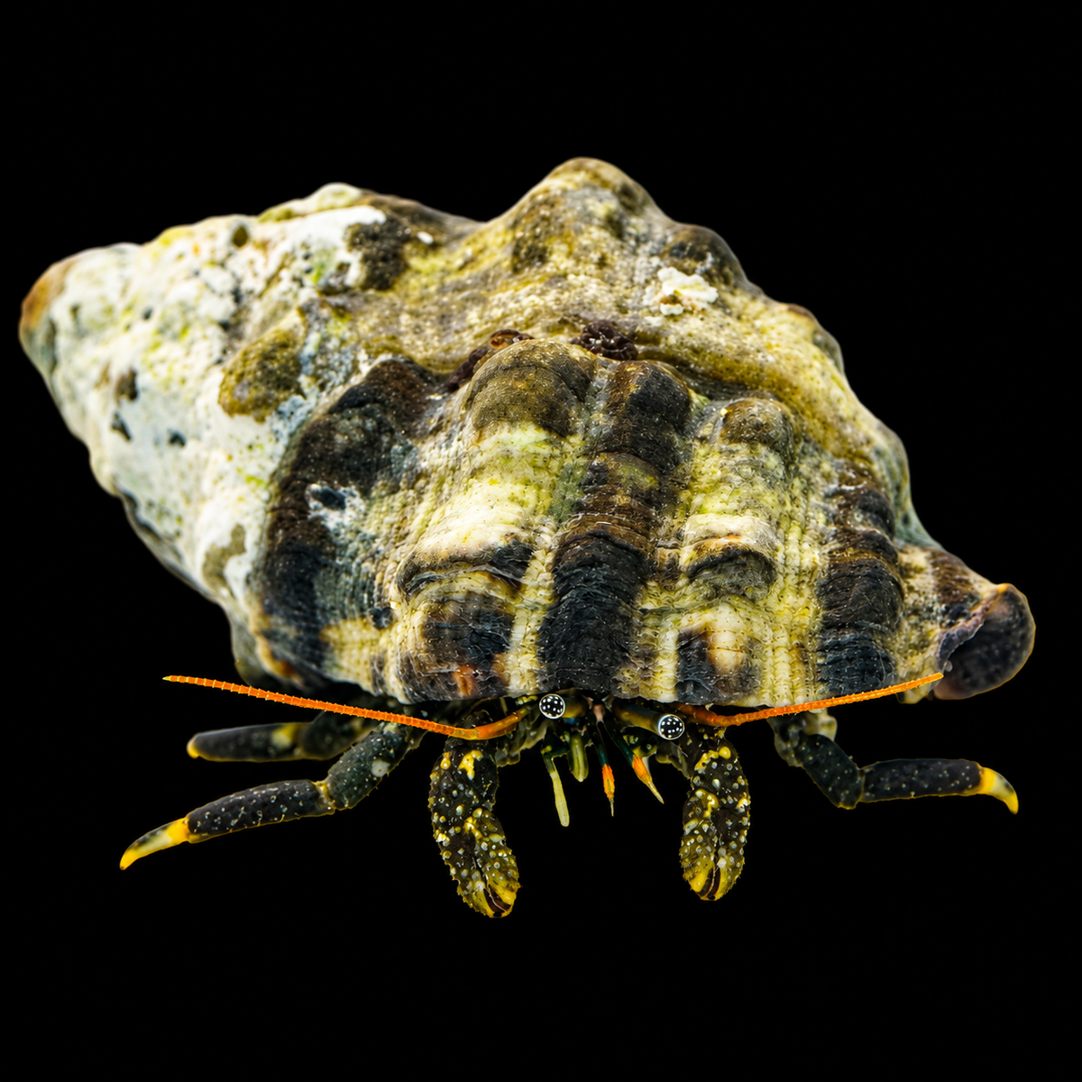 Yellow Tip Hermit on black background