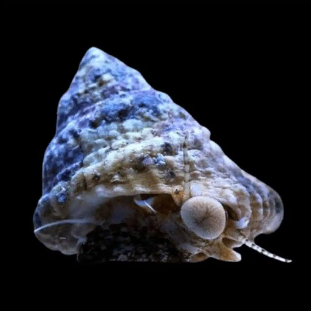 Astraea Snail