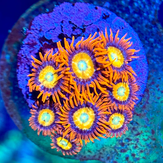 ECC Shatterfield Zoanthid Frag