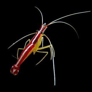 Cleaner Shrimp