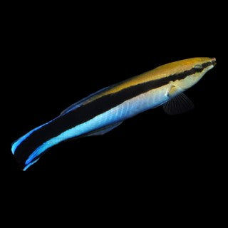 Blue streak Cleaner Wrasse