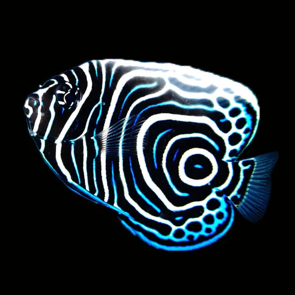 Emperor Angelfish Juvenile