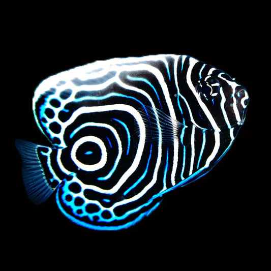 Emperor Angelfish Juvenile
