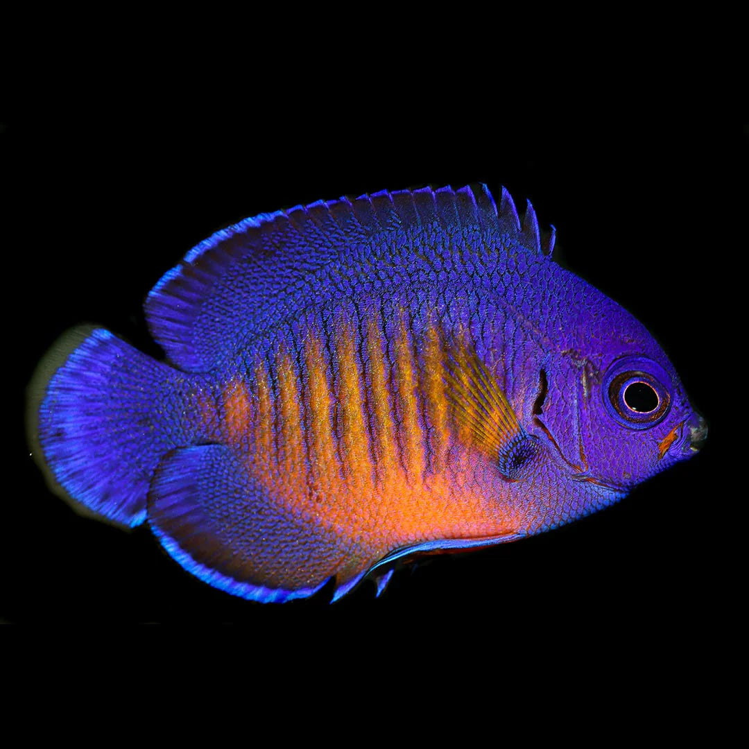 Coral Beauty Angel