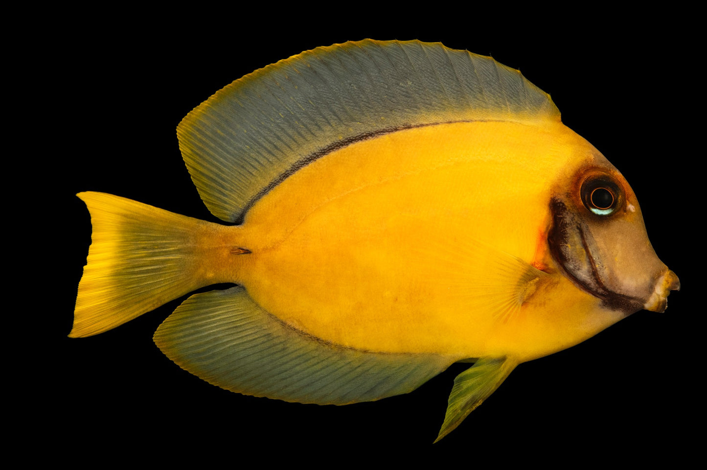 Chocolate Tang