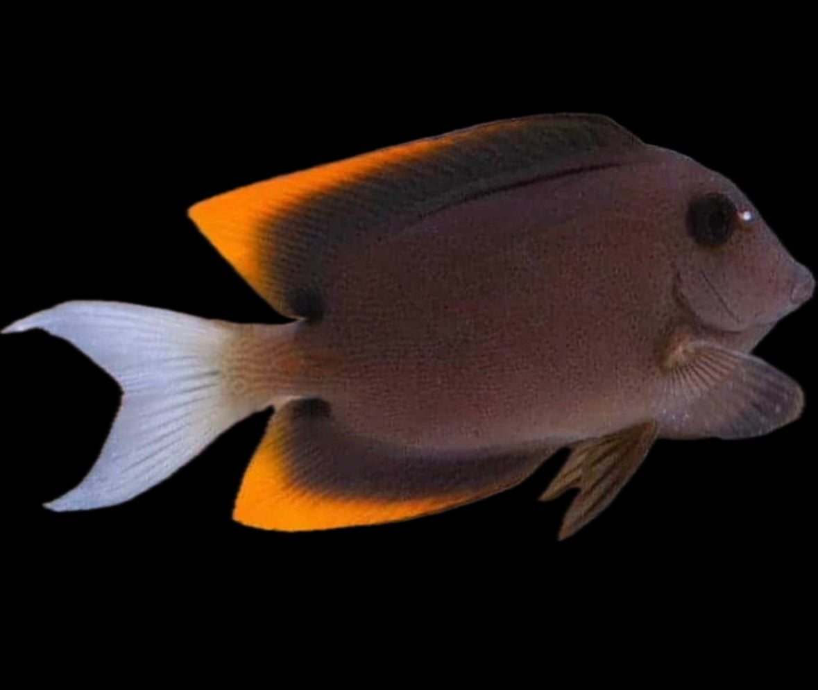 Flame Tail Tomini Tang