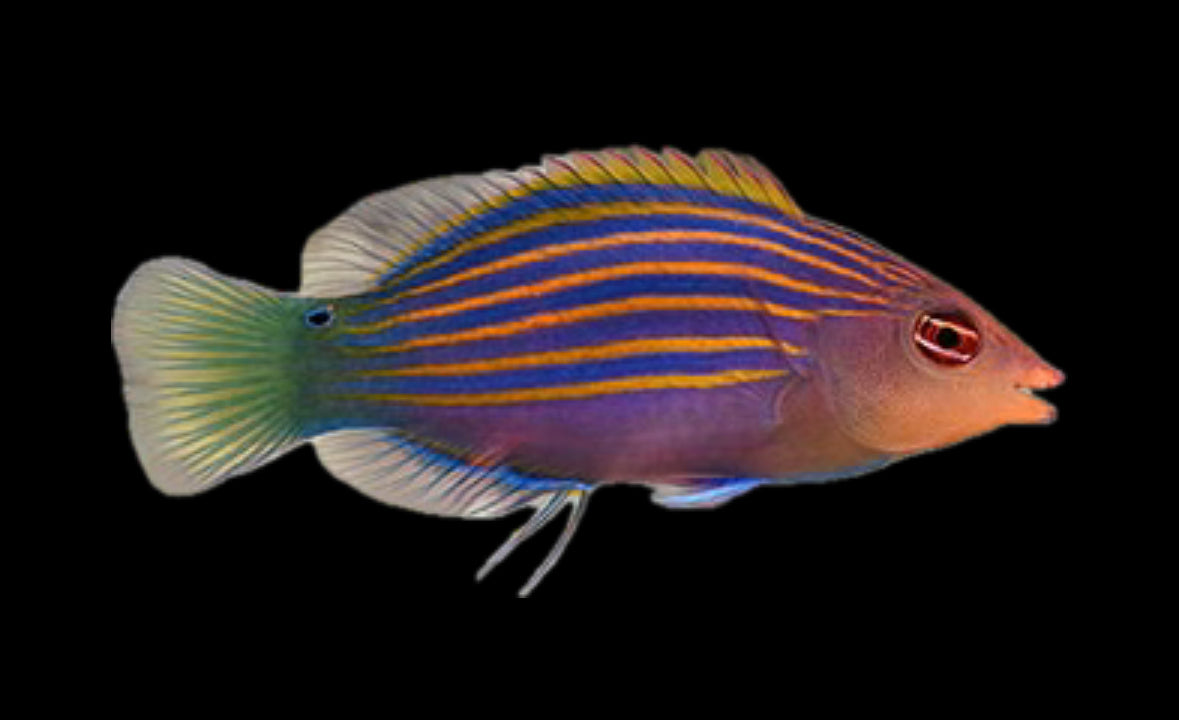 Sixline Wrasse