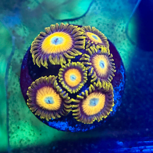 ECC Scrambled Egg Zoanthid Frag