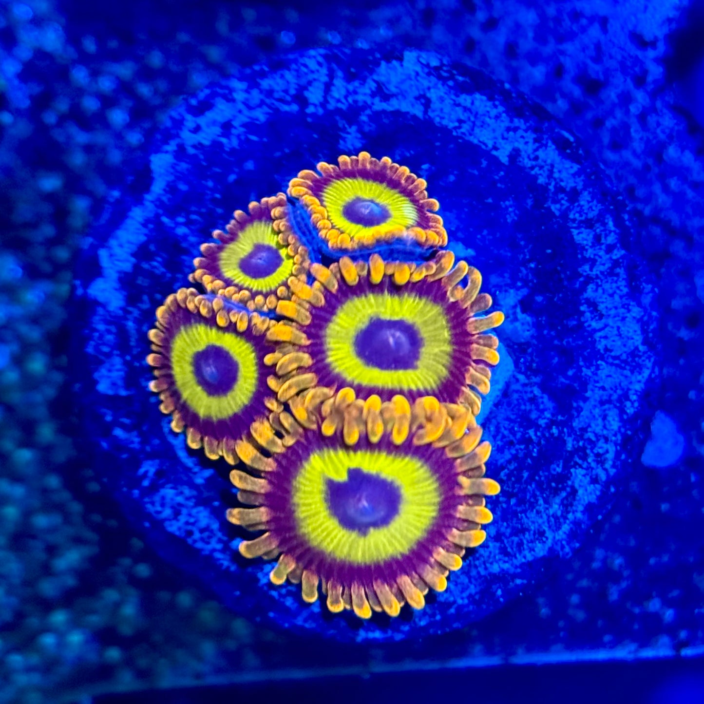 ECC Fruitloops Zoanthid Frag