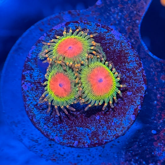 ECC Awesome Blossom Zoanthid Frag