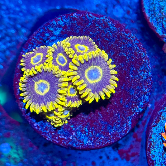 ECC Blue Hornet Zoanthid Frag