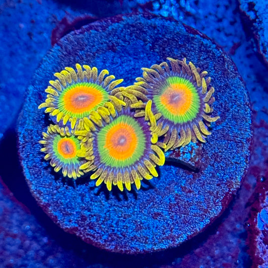 ECC Rasta Zoanthid Frag