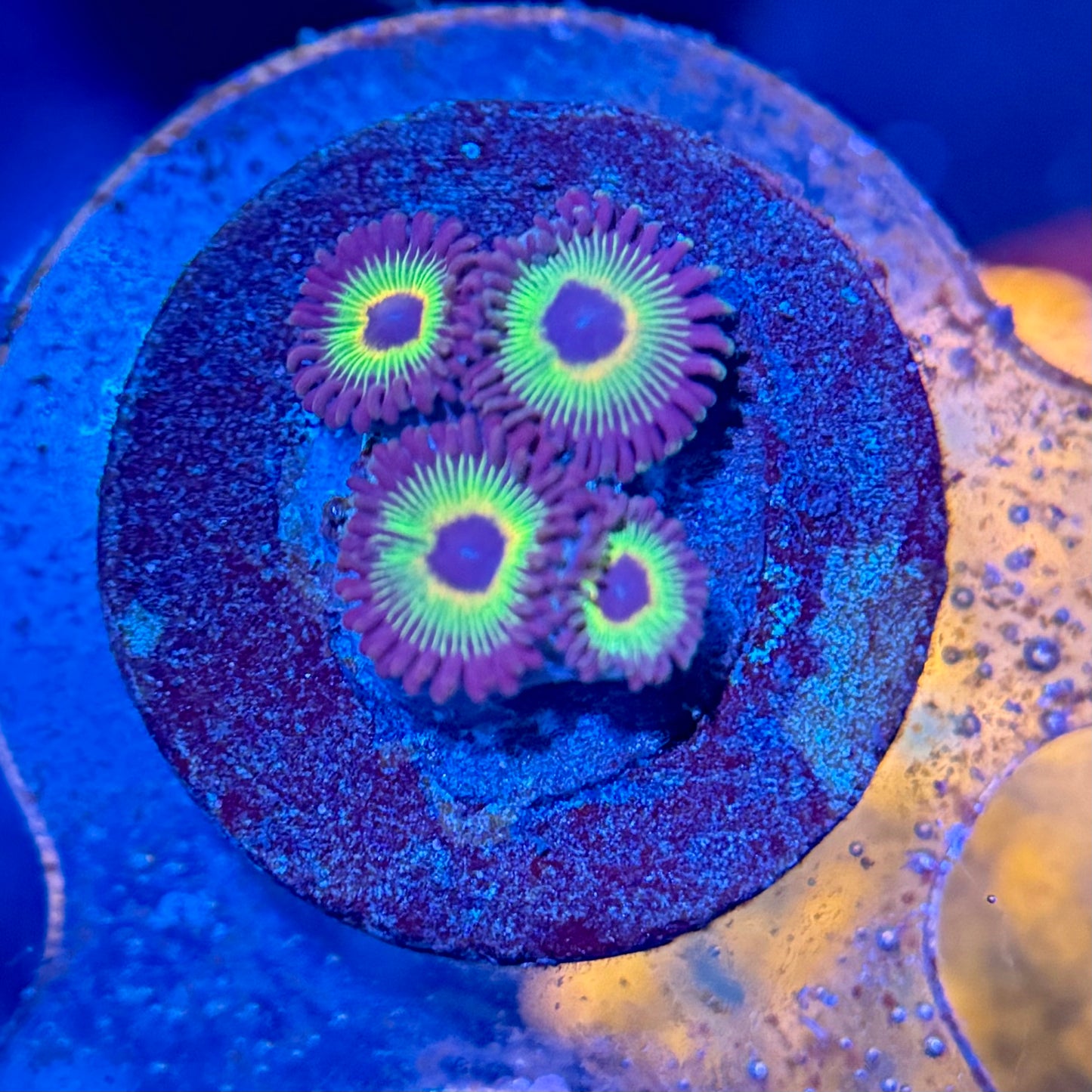 WWC Bob Marley Zoanthid Frag