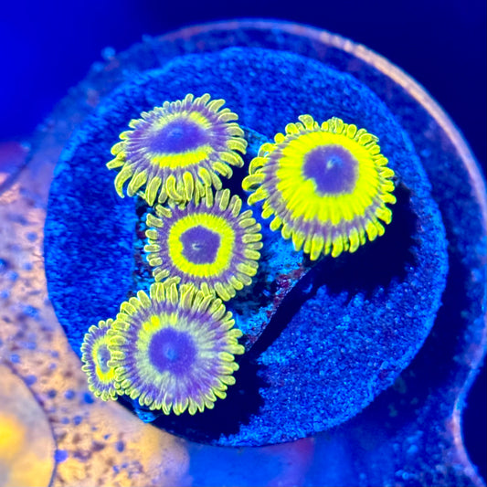 ECC LA Lakers Zoanthid Frag