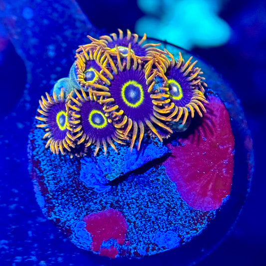 ECC Rainbow Hornet Zoanthid Frag