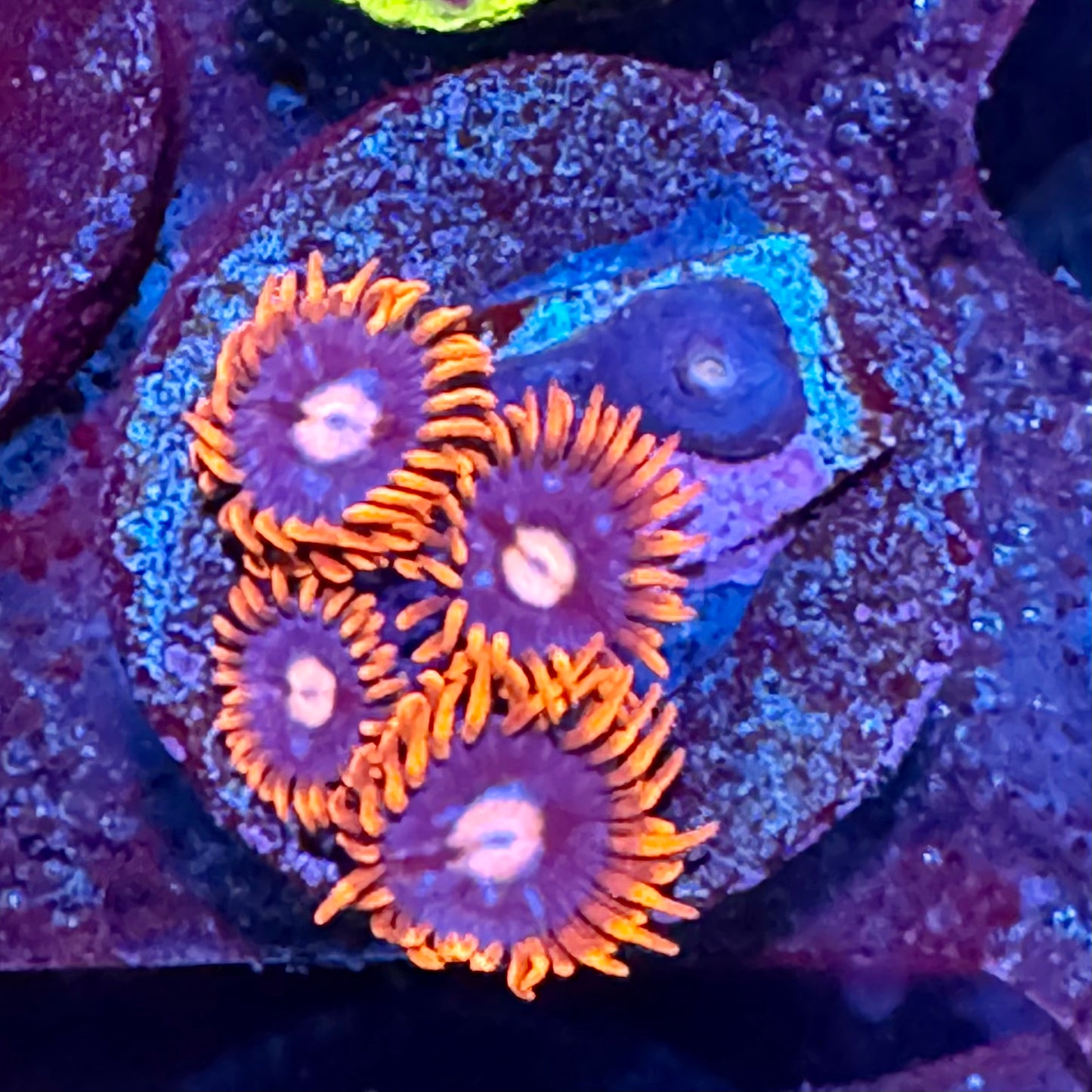 ECC Snitch Zoanthid Frag