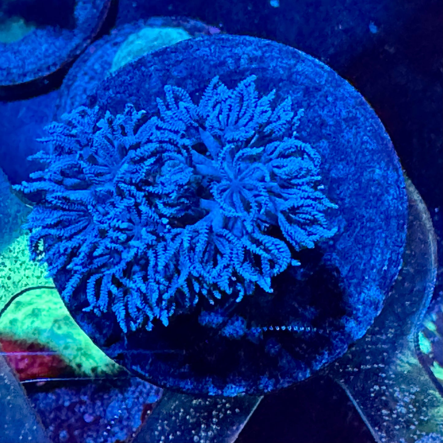 ECC True Blue Xenia Big Frag