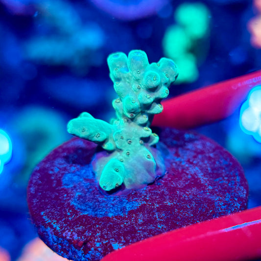 Acropora Frag