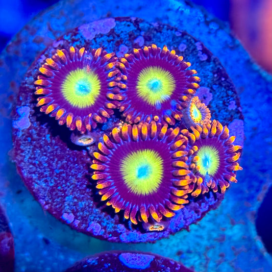 TSA Circus Freaks Zoanthid