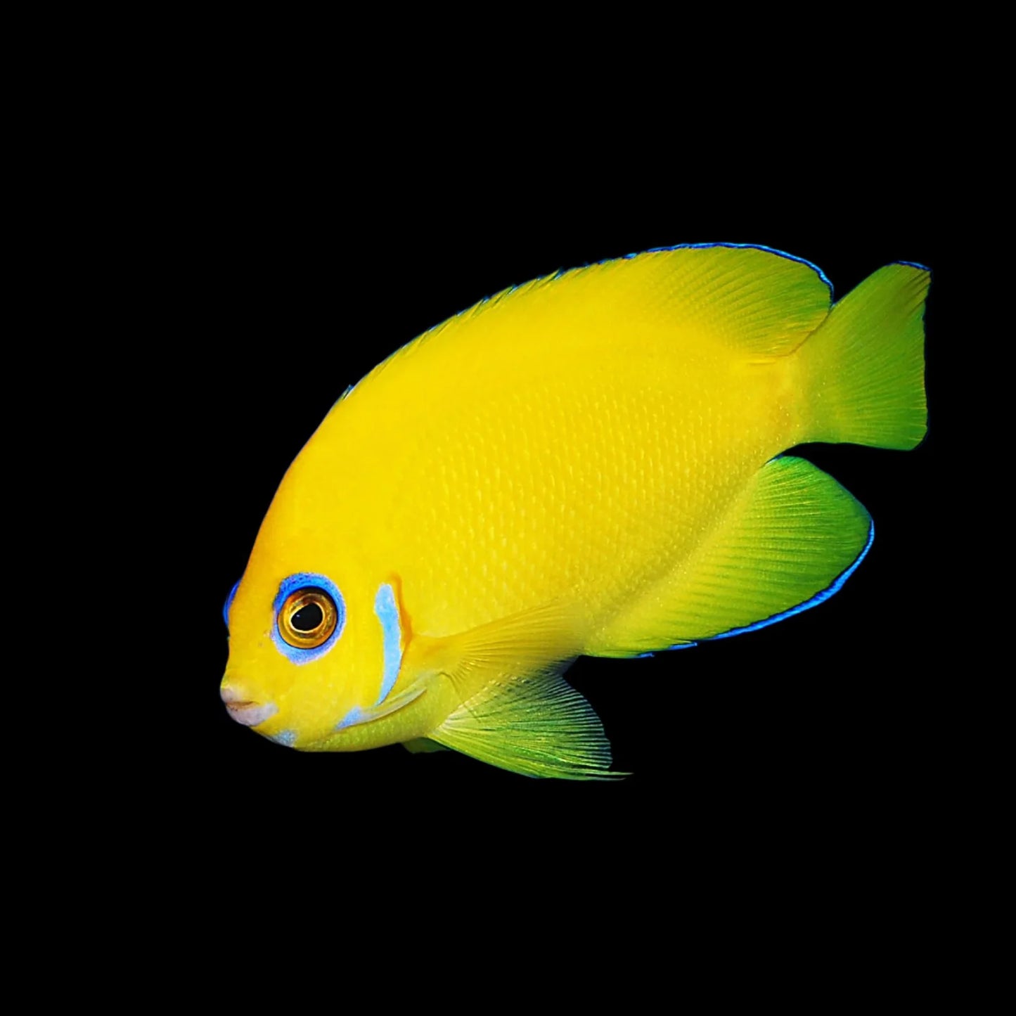 Lemon Peel Angelfish