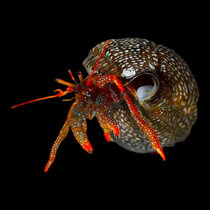 Red Leg Hermit Crab