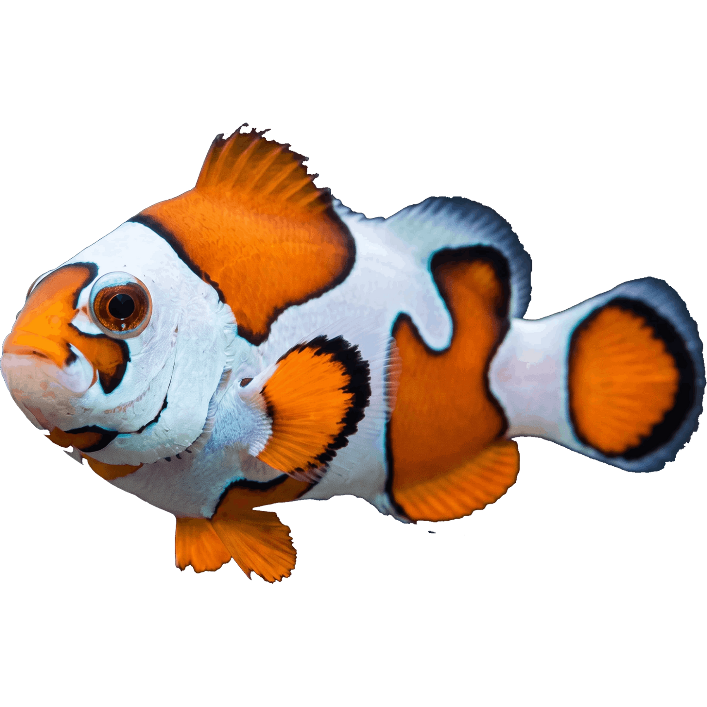 Orange Storm Clownfish