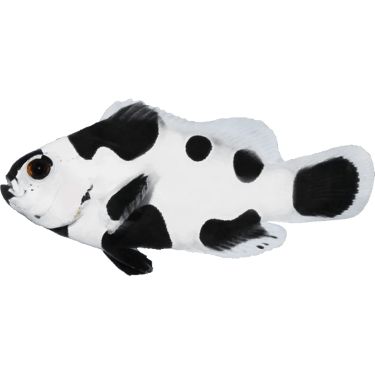 Black Storm Clownfish