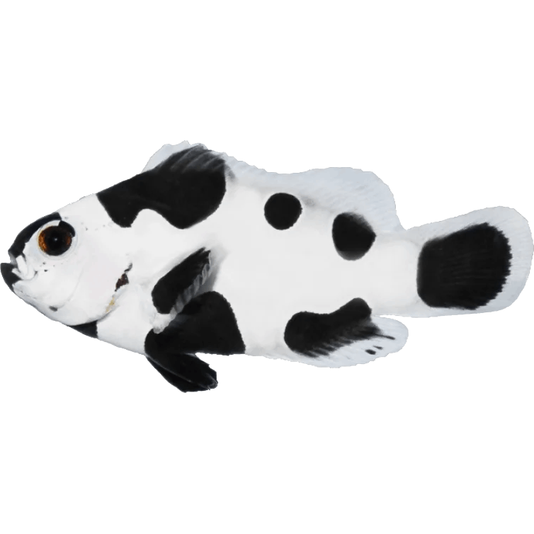 Black Storm Clownfish