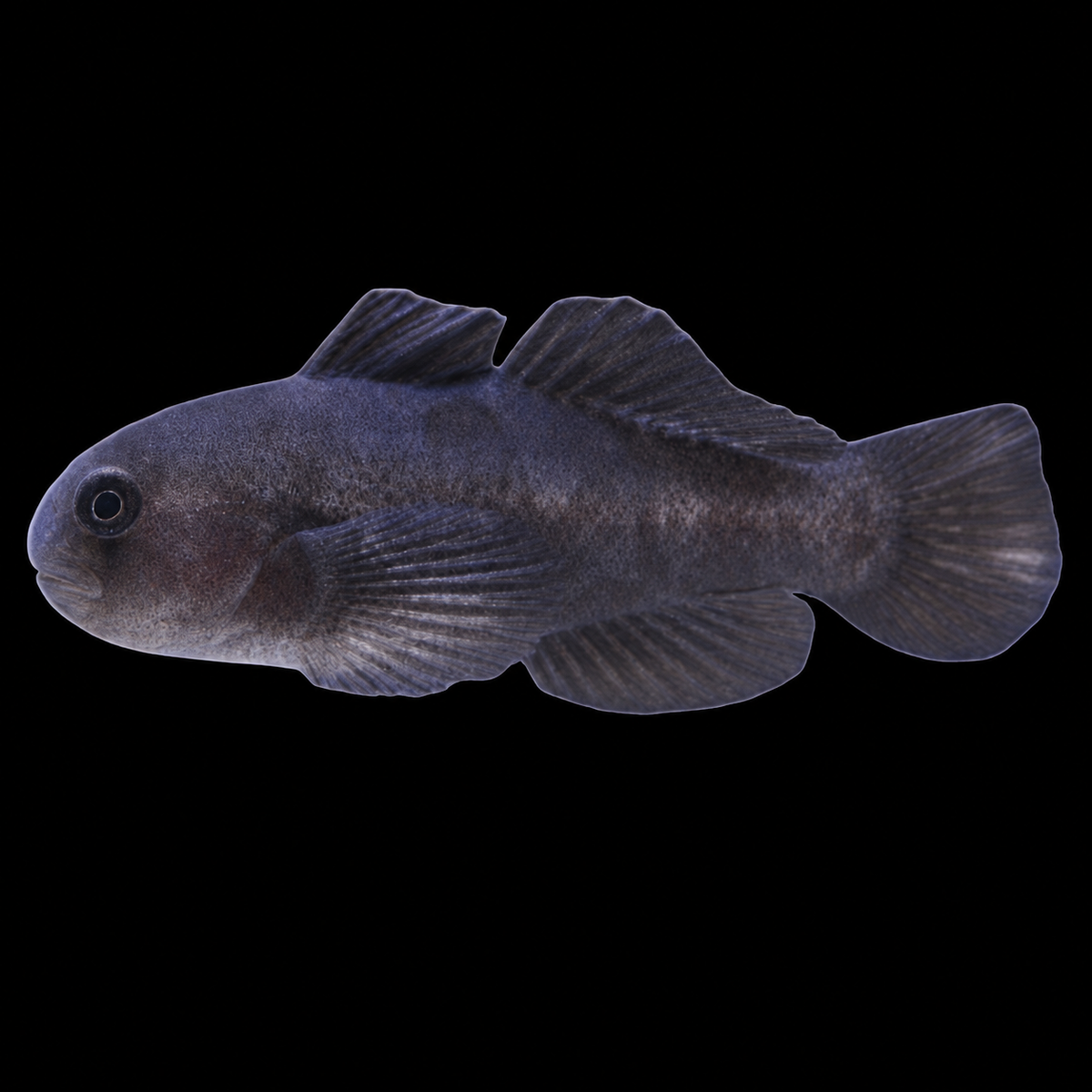 Black Clown Goby facing left on black — representative photo