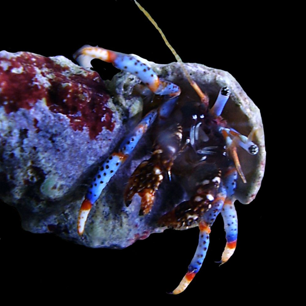 Blue Leg Hermit Crab