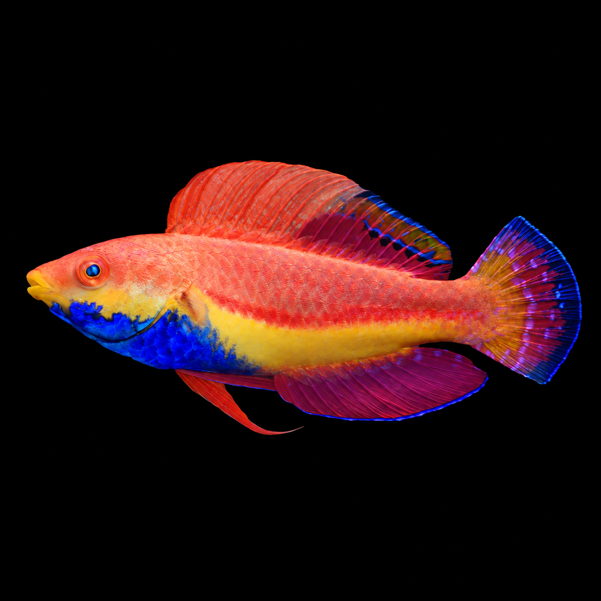 Blue Throat Sailfin Fairy Wrasse facing left on black — AI-edited representative image