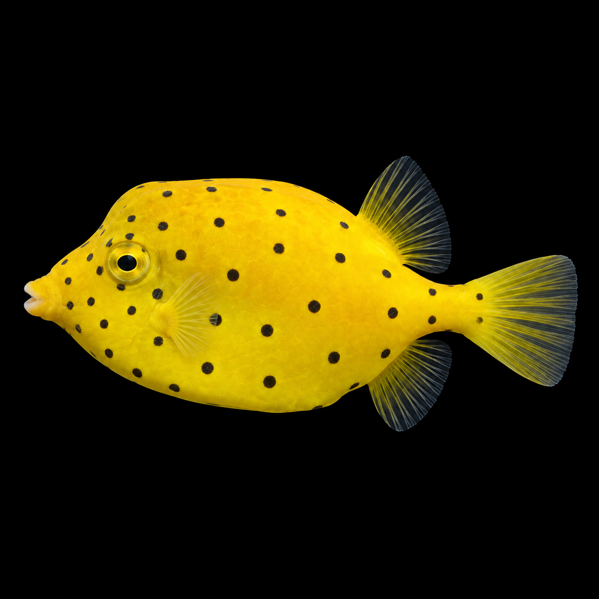 Yellow Cubicus — AI-edited representative photo