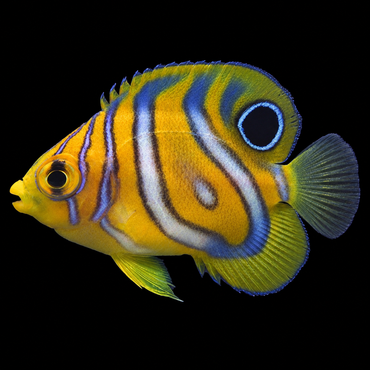 Captive Regal Angelfish (Misbar) facing left on black — AI-edited representative image