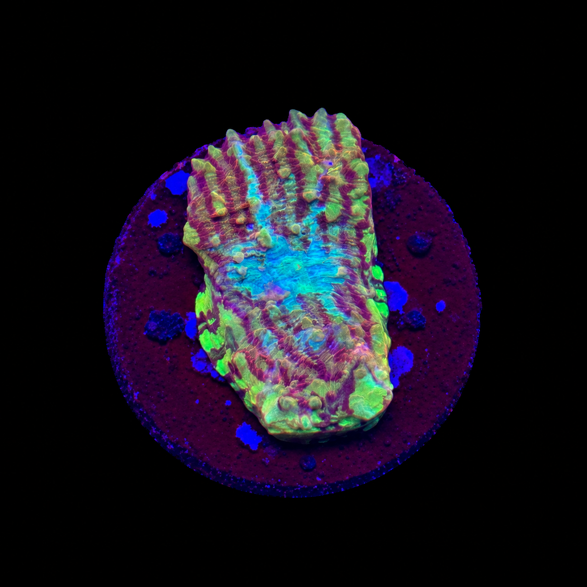 TCK Grafted Convict Chalice Frag on black background