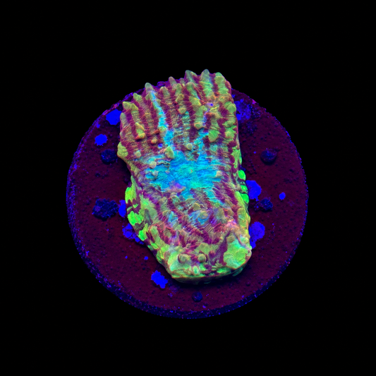 TCK Grafted Convict Chalice Frag on black background