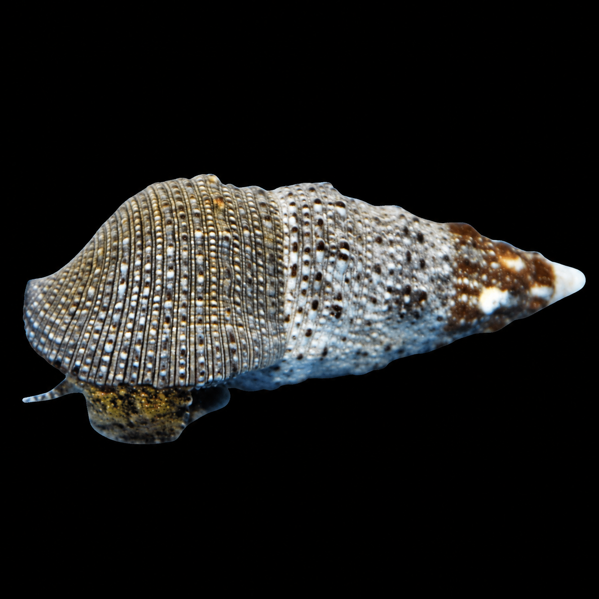 Cerith Snail on black background