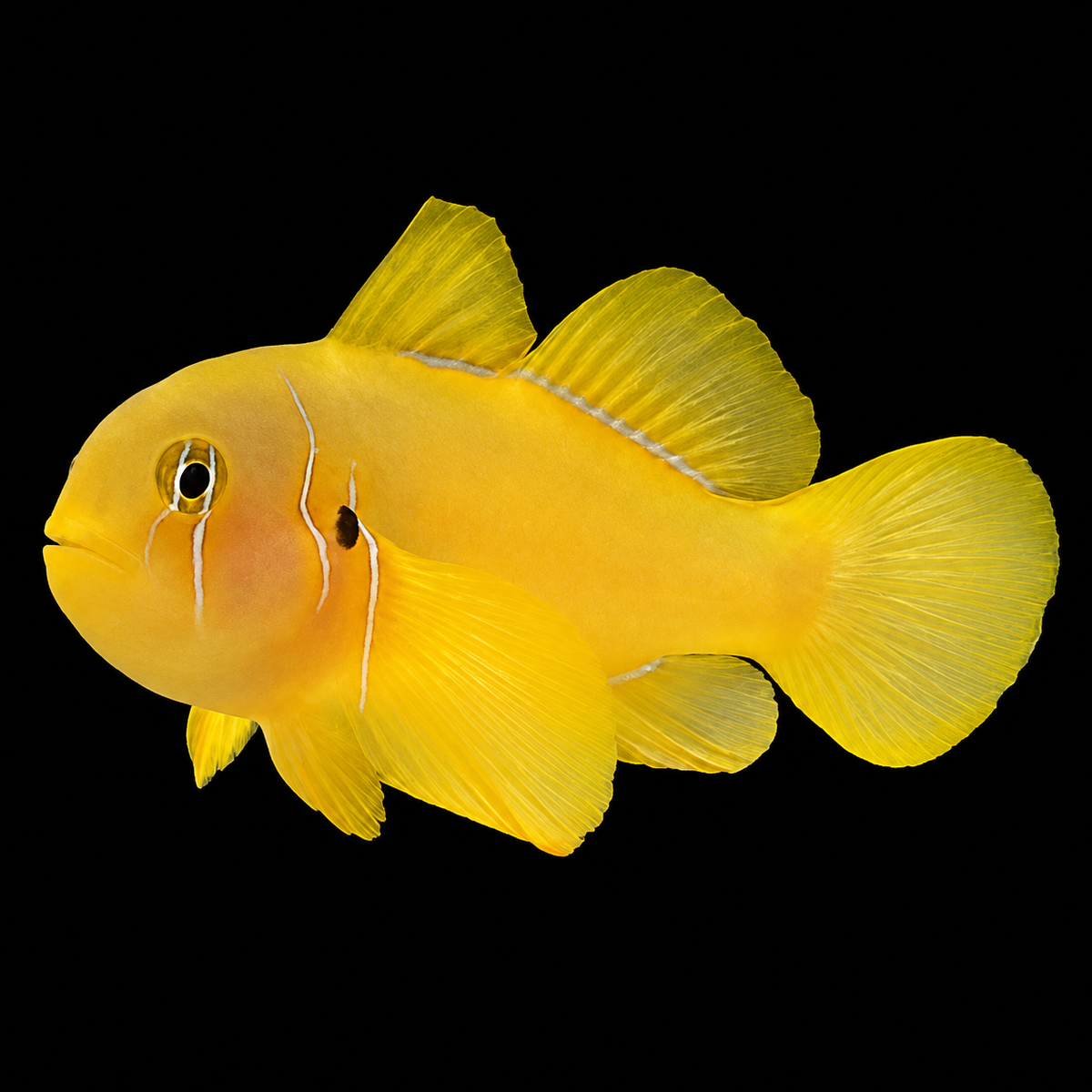 Citron Goby facing left on black — representative photo