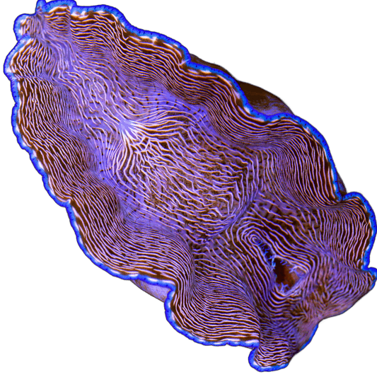 Derasa Clam 1-2"