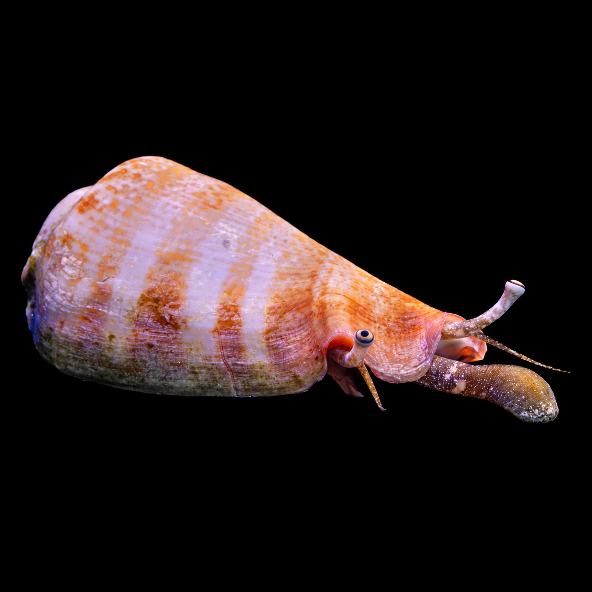 Conch Snail Large on black background