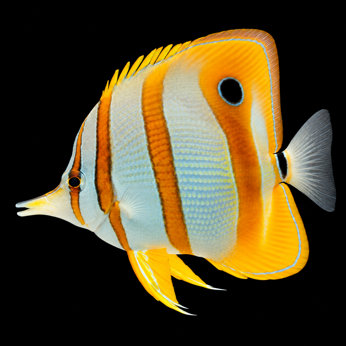 Copperband Butterfly facing left; AI-edited representative image