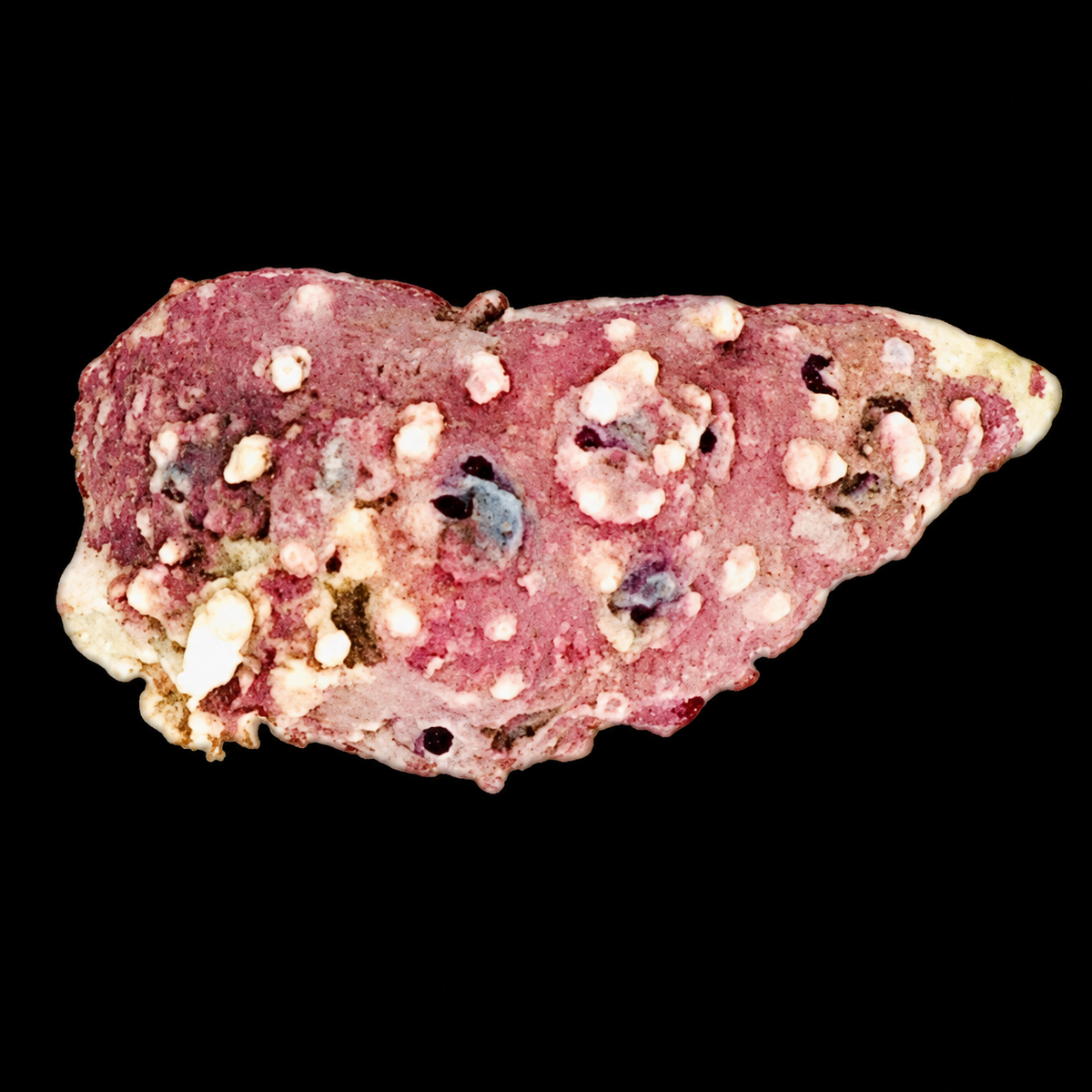 Cerith Coralline Snail on black background