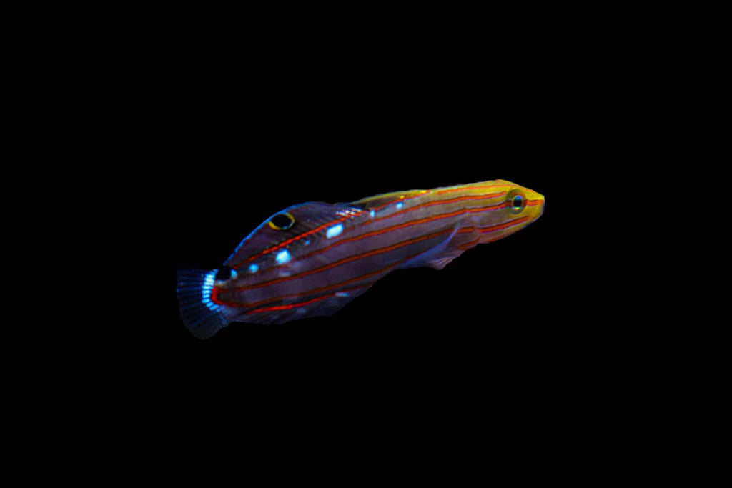 Rainford Goby