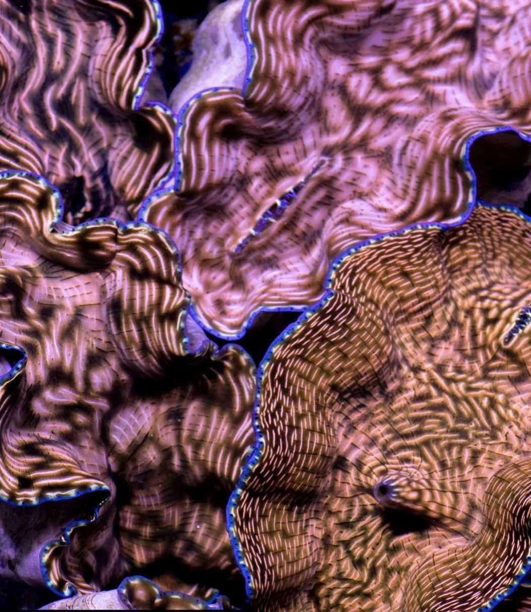 Derasa Clam 1-2 inch