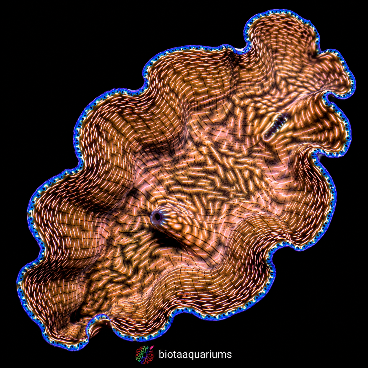 Derasa clam top-down on black background